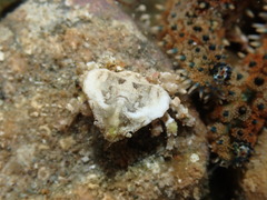 Eurynolambrus australis