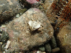 Eurynolambrus australis