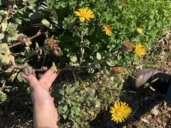 Grindelia stricta angustifolia