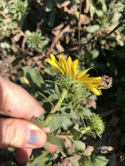 Grindelia stricta angustifolia