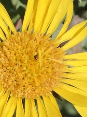 Grindelia stricta angustifolia