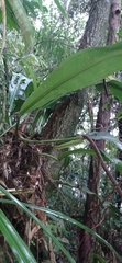 Anthurium sellowianum