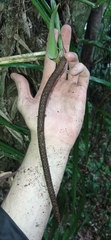 Anthurium sellowianum
