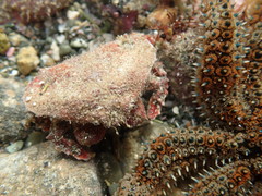 Eurynolambrus australis