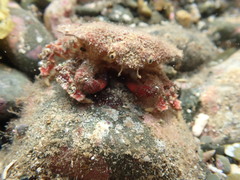 Eurynolambrus australis