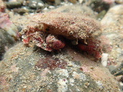 Eurynolambrus australis