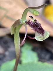 Chiloglottis curviclavia