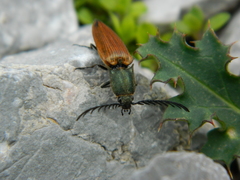 Ctenicera virens