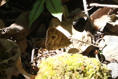 Hermeuptychia harmonia