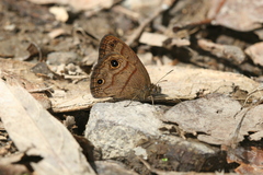 Hermeuptychia harmonia