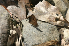 Hermeuptychia harmonia