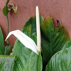 Spathiphyllum cannifolium