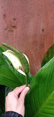Spathiphyllum cannifolium