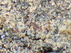 Littorophiloscia
