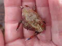 Eurynolambrus australis