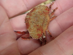 Eurynolambrus australis