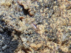 Littorophiloscia