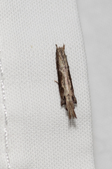 Hypatima spathota