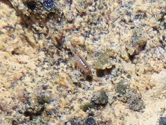 Littorophiloscia