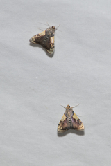 Rehimena cissophora