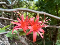 Passiflora murucuja