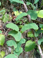 Passiflora murucuja