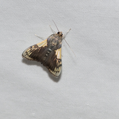 Rehimena cissophora