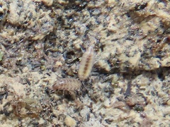Littorophiloscia