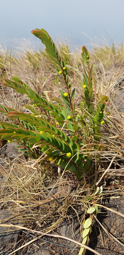 Phyllanthus alpestris image