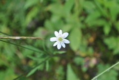 Eriocapitella rivularis