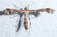 Dejongia lobidactylus