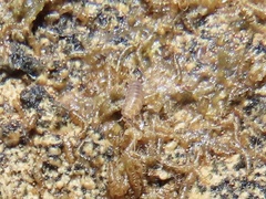 Littorophiloscia