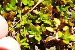 Coprosma perpusilla