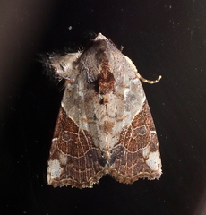 Gonodes trapezoides