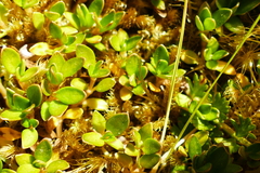 Coprosma perpusilla