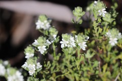 Teucrium sessiliflorum