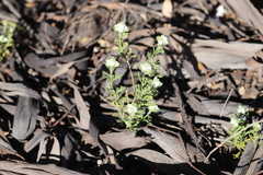 Teucrium sessiliflorum