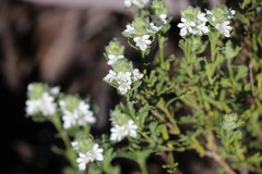 Teucrium sessiliflorum