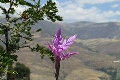 Tillandsia cacticola