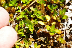Coprosma perpusilla