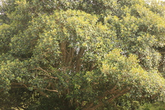 Ficus henneana