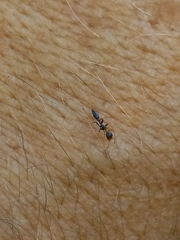 Pseudomyrmex haytianus