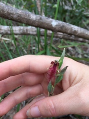 Calochilus gracillimus