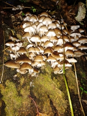 Mycena tintinnabulum