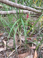 Calochilus gracillimus
