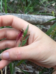 Calochilus gracillimus