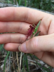 Calochilus gracillimus