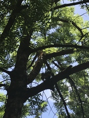 Sciurus niger