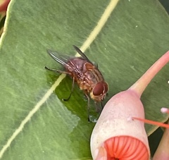 Calliphora ochracea