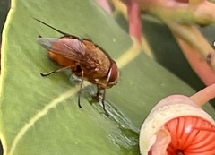 Calliphora ochracea